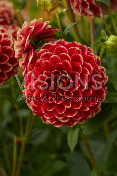 Dahlia Jowey Hubert Dahlia Jowey Hubert