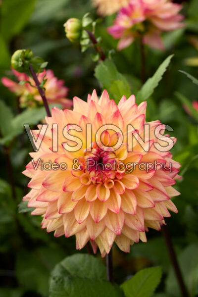 Dahlia Hakuna Matata