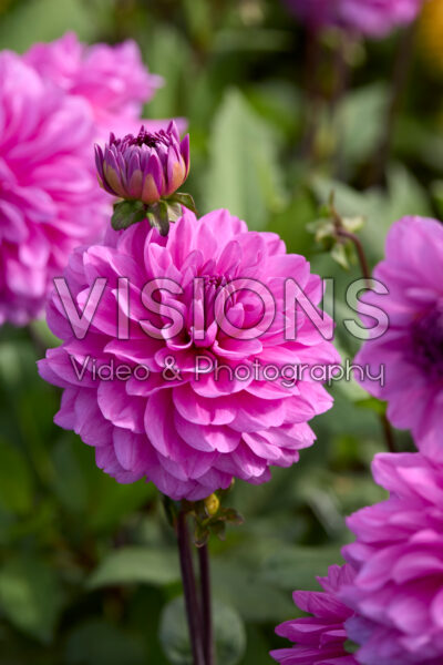 Dahlia Karma Lagoon
