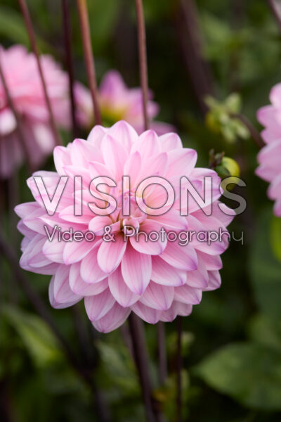 Dahlia Karma Prospero