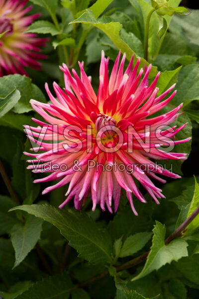 Dahlia Tahiti Sunrise Dahlia Tahiti Sunrise