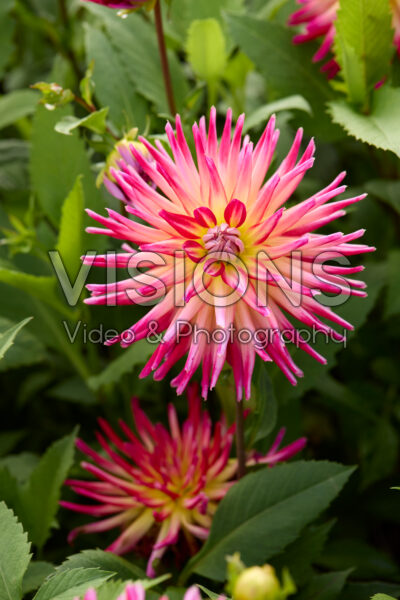 Dahlia Tahiti Sunrise