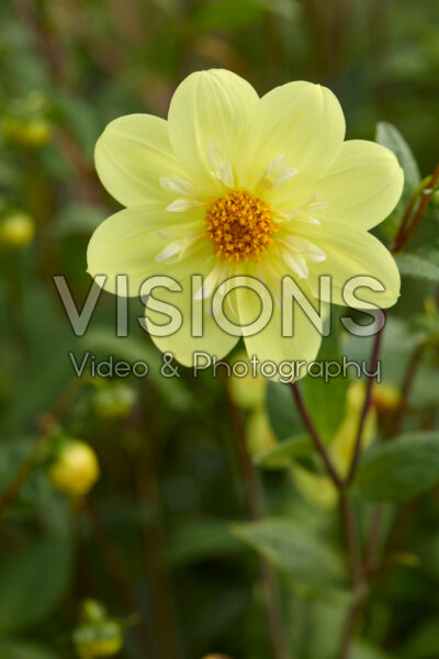 Dahlia Kelsey Sunshine Dahlia Kelsey Sunshine