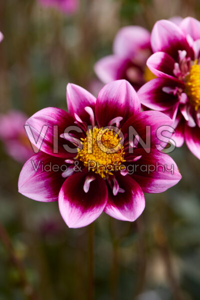 Dahlia Liquid Desire