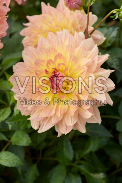 Dahlia Pasadoble Dancer