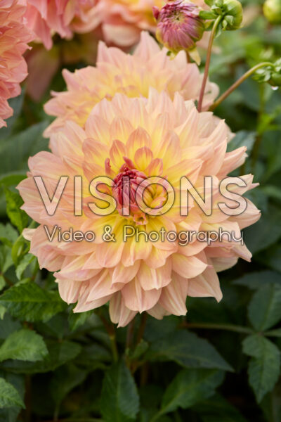 Dahlia Pasadoble Dancer