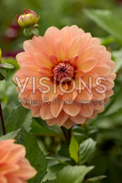 Dahlia Nicholas