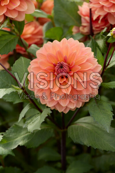Dahlia Nicholas Dahlia Nicholas
