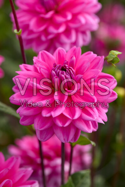 Dahlia Nashville