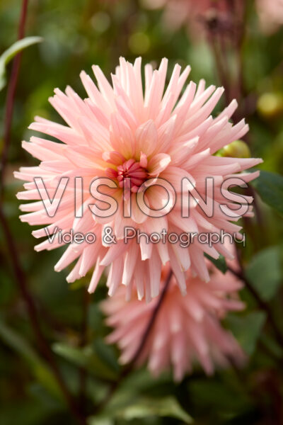 Dahlia Preference