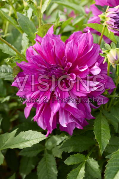 Dahlia Purple Taiheijo Dahlia Purple Taiheijo