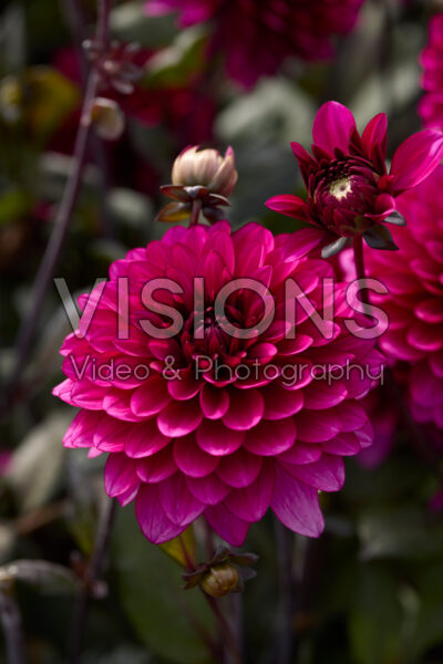 Dahlia Purple Flame Dahlia Purple Flame