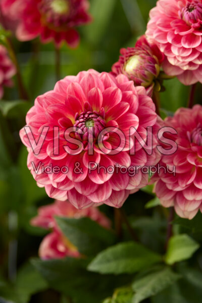 Dahlia Salmon Society