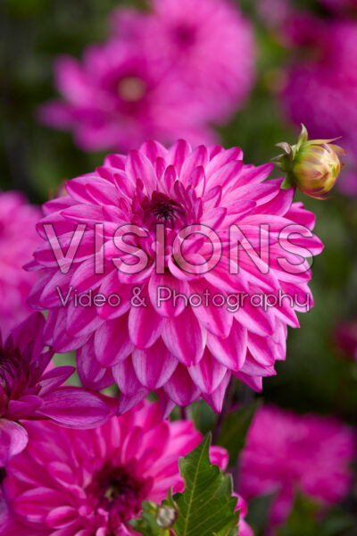 Dahlia Ravelli Dahlia Ravelli