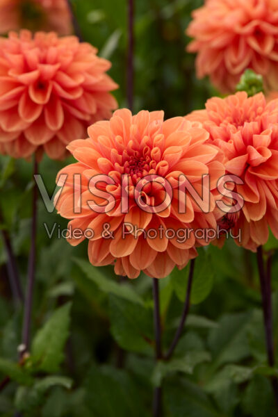 Dahlia Royal King