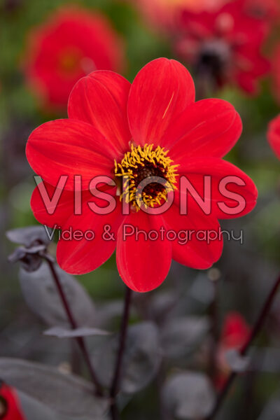 Dahlia Red Fantasy Dahlia Red Fantasy
