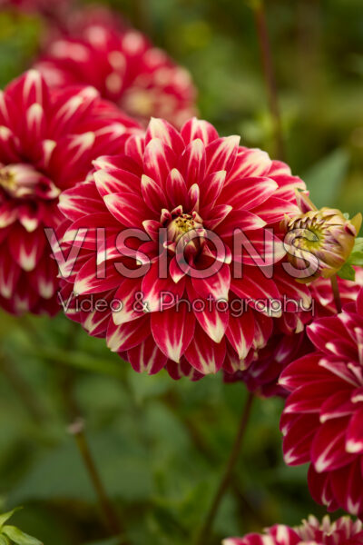 Dahlia Red Rock Dahlia Red Rock