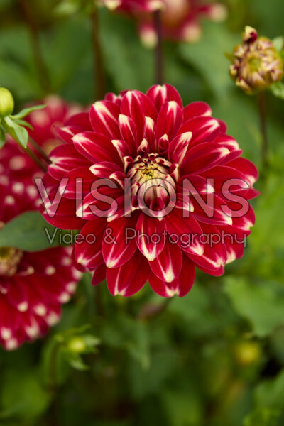 Dahlia Red Rock