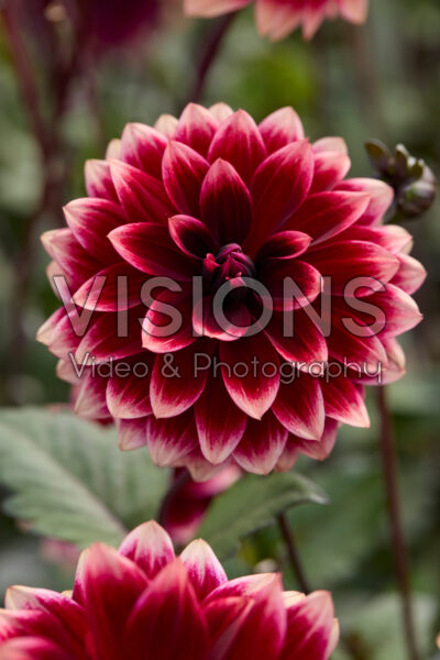 Dahlia Sissinghurst