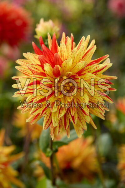 Dahlia gestreepte vulkan