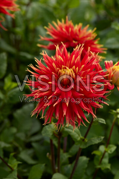 Dahlia Show 'n' Tell Dahlia Show 'n' Tell