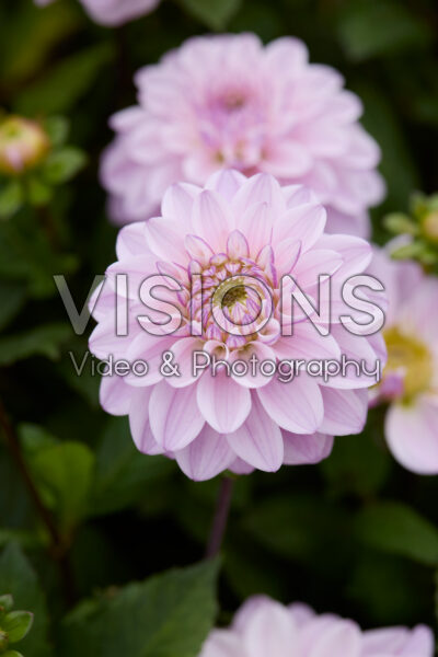 Dahlia Sweet Surprise Dahlia Sweet Surprise