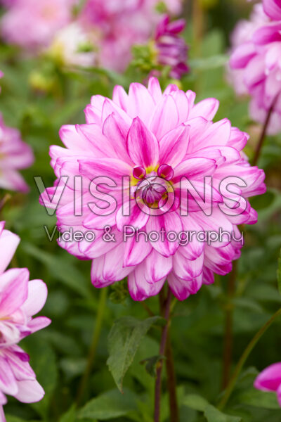Dahlia Who Dun It Dahlia Who Dun It