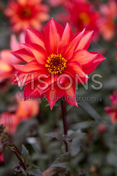 Dahlia Waltzing Mathilda