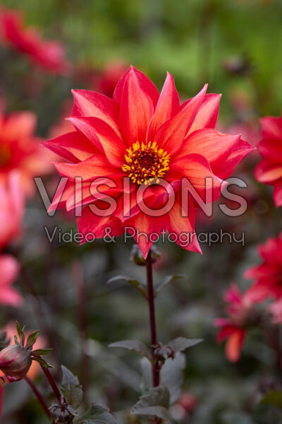 Dahlia Waltzing Mathilda