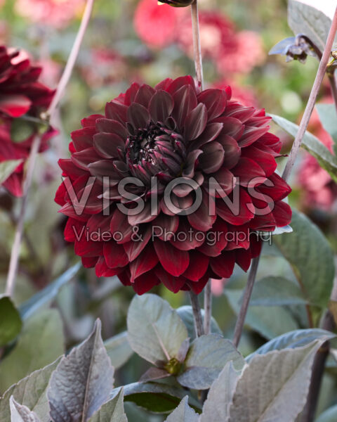 Dahlia Onyx Idylle
