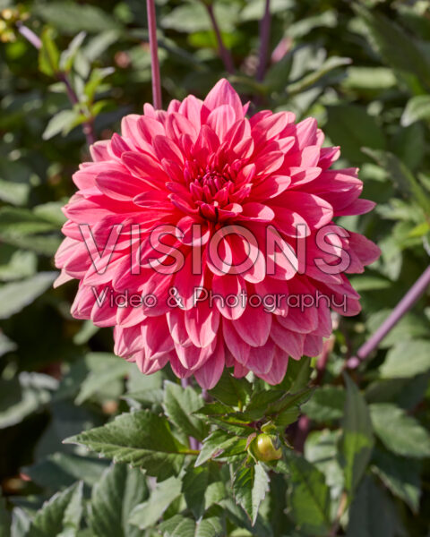 Dahlia Swirled Guava Idylle Dahlia Swirled Guava Idylle