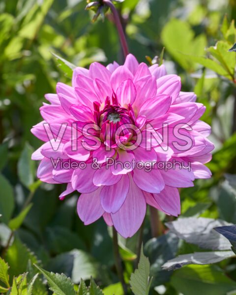Dahlia PK148