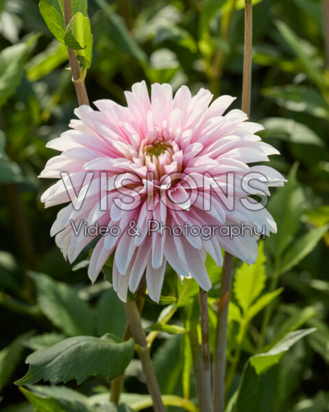 Dahlia Fairy Idylle
