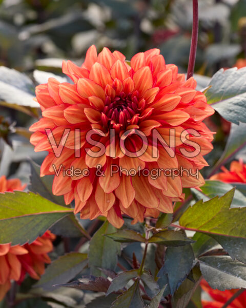 Dahlia SR12