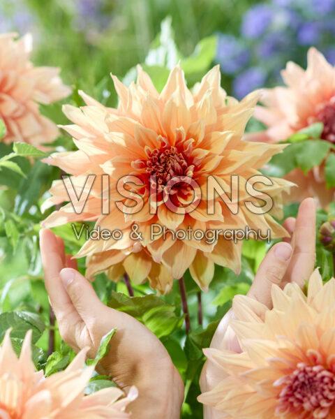 Dahlia Mango Madness Dahlia Mango Madness