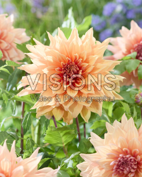 Dahlia Mango Madness Dahlia Mango Madness