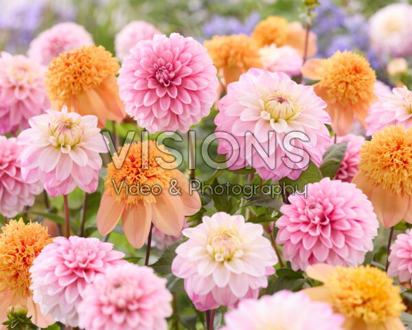 Dahlia gemengd