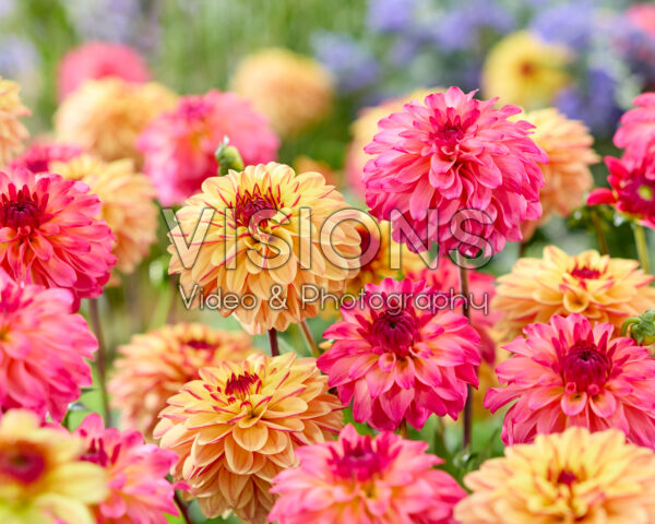 Dahlia Belfloor, Gelia