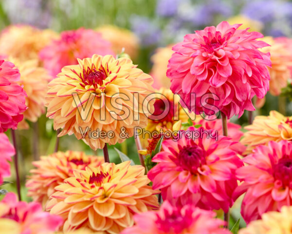 Dahlia Belfloor, Gelia Dahlia Belfloor, Gelia