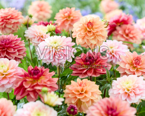 Dahlia Dolce mix