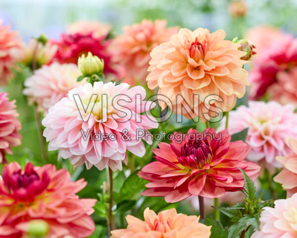 Dahlia Dolce mix