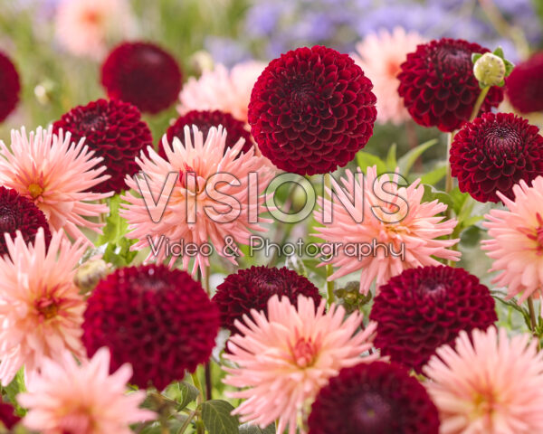 Dahlia Jowey Mirella, Preference