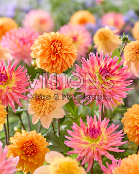 Dahlia mixed