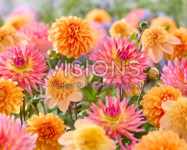 Dahlia gemengd Dahlia gemengd