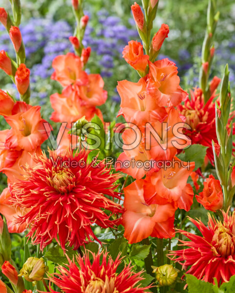Dahlia Show 'n Tell, Gladiolus