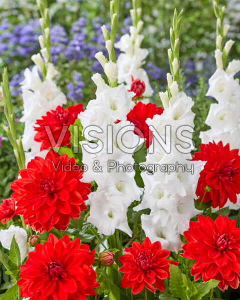 Dahlia Red Neo, Gladiolus