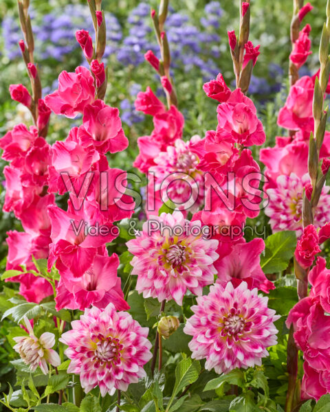 Dahlia Peaches and Cream Pink, Gladiolus