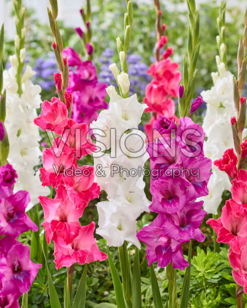 Gladiolus gemengd Gladiolus gemengd