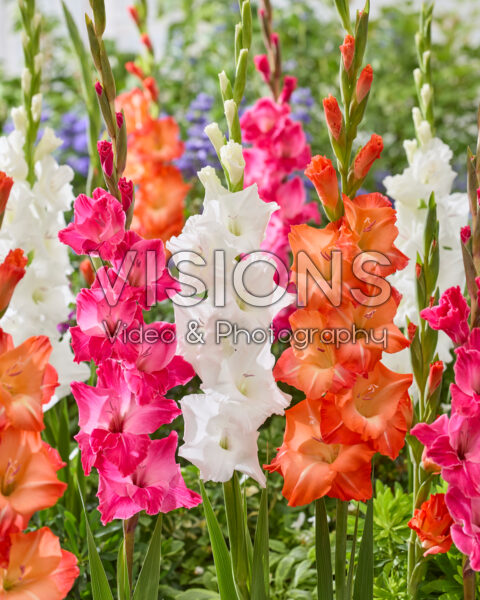 Gladiolus mixed Gladiolus mixed
