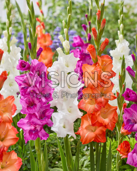 Gladiolus gemengd Gladiolus gemengd